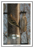 Tarin des pins - Pine Siskin	 - Carduelis pinus (Laval Qubec)