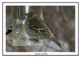 Tarin des pins - Pine Siskin	 - Carduelis pinus (Laval Qubec)