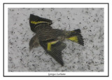 Tarin des pins - Pine Siskin	 - Carduelis pinus (Laval Qubec)