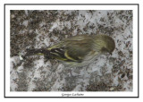 Tarin des pins - Pine Siskin	 - Carduelis pinus (Laval Qubec)