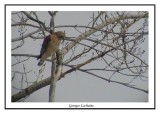 Buse  paulettes - Red-shouldered Hawk - Buteo lineatus (Laval Qubec)