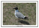 Mouette atricille - Larus atricilla ( Cape hatteras )