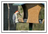 Pic  ventre roux - Melanerpes carolinus ( Bombay Hook NWR )