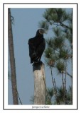 Urubu noir - Coragys atratus ( Alligator river NWR )