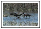 Ibis falcinelle - Plegadis falcinellelus ( Mattamuskeet NWR )