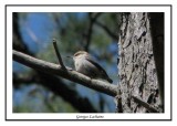 Sittelle à tête brune - Sitta pusilla ( Chincoteaque NWR )