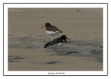 Huîtrier d'Amérique - Haematopus palliatus ( Chincoteaque NWR )