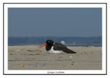 Huîtrier d'Amérique - Haematopus palliatus ( Chincoteaque NWR )