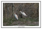 Héron garde-boeufs - Bubulcus ibis ( Chincoteaque NWR )
