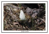 Pieris rapae - Cabage white ( Bombay Hook NWR )