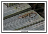 Anolis vert (femelle) - Anolis carolinensis ( Nags Head Woods )