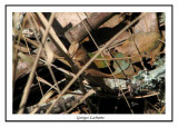 Dichromorpha viridis - Short-winged Grasshopper (Femelle ) ( Nags Head Woods )