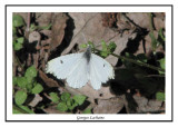 Anthocharis midea - Falcate orangetip (femelle) ( Mattamuskeet NWR )