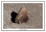 Callophrys henrici - Henrys elfin ( Nags Head Woods )