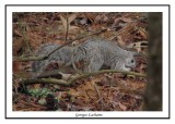 Delmarva Peninsula Fox squirrel - Sciurus niger cinereus  ( Chincoteaque NWR )