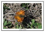 4434 - Vanesse de Virginie - Vanessa virginiensis ( Chicoteaque island )