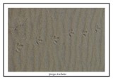 Traces de Huîtrier ( Chicoteaque island )