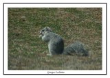 Delmarva Peninsula Fox squirrel - Sciurus niger cinereus ( Chincoteaque NWR )