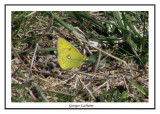 Colias philodice - Clouded sulphur ( Chicoteaque island )