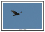 Urubu  tte rouge - Cathartes aura ( Bombay hook NWR )