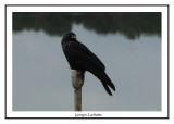 Corneille de rivage - Corvus ossifragus ( Chincoteaque NWR )