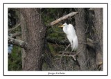 Grande Aigrette - Ardea alba ( Chincoteaque NWR )