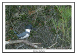 Martin pcheur dAmrique -  Ceryle alcyon ( Chincoteaque NWR )