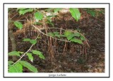 Épines d'épinette sur les branches de feuillus ( Nags Head Woods )