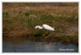 Aigrette neigeuse - Egretta thula ( Pea island NWR )