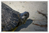 Tortue bourbeuse des marais - Kinosternon subrubrum ( Mattamuskeet NWR )