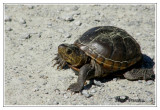 Tortue bourbeuse des marais - Kinosternon subrubrum ( Mattamuskeet NWR )