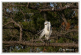 Grande Aigrette - Ardea alba ( Chincoteaque NWR )