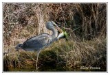 Grand Héron - Ardea herodias ( Chincoteaque NWR )