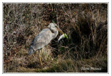 Grand Hron - Ardea herodias ( Chincoteaque NWR )