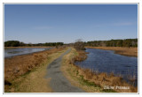 Assateague Island