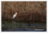 Hron garde-boeufs - Bubulcus ibis ( Chincoteaque NWR )