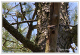 Sittelle  tte brune - Sitta pusilla ( Chincoteaque NWR )