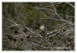 Bruant familier - Spizella passerina ( Chincoteaque NWR )