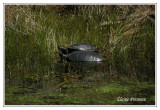 Tortue à ventre rouge - Pseudemys rubriventris ( Chincoteaque NWR )