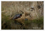 Tortue à ventre rouge - Pseudemys rubriventris ( Chincoteaque NWR )