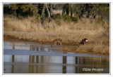 Sika Elk - Cervus nippon nippon ( Chincoteaque NWR )