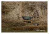 Héron vert - Butorides virescens ( Chincoteaque NWR )