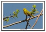 Paruline jaune - Yellow Warbler - Dendroica petechia (Laval Qubec)