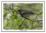 Paruline  collier - Northern Parula - Parula americana (Laval Qubec)