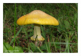 Amanita flavoconia - Amanite à voile jaune (Capucins)