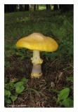 Amanita flavoconia - Amanite à voile jaune (Capucins)