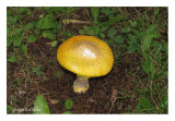 Amanita flavoconia - Amanite à voile jaune (Capucins)