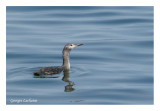 Plongeon Catmarin, Sainte-Anne-des-Monts