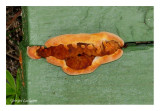 Polypore des clôtures