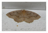6888 - Lambdina fiscellaria - Arpenteuse de la pruche